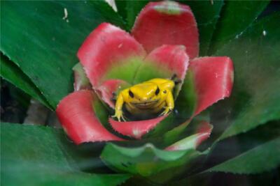 GOLDEN POISON DART ARROW FROG GLOSSY POSTER PICTURE PHOTO PRINT BANNER 9168