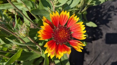 SEED-Blanket Flower Gallardia Perennial Long Lasting Bloom for Cutting 