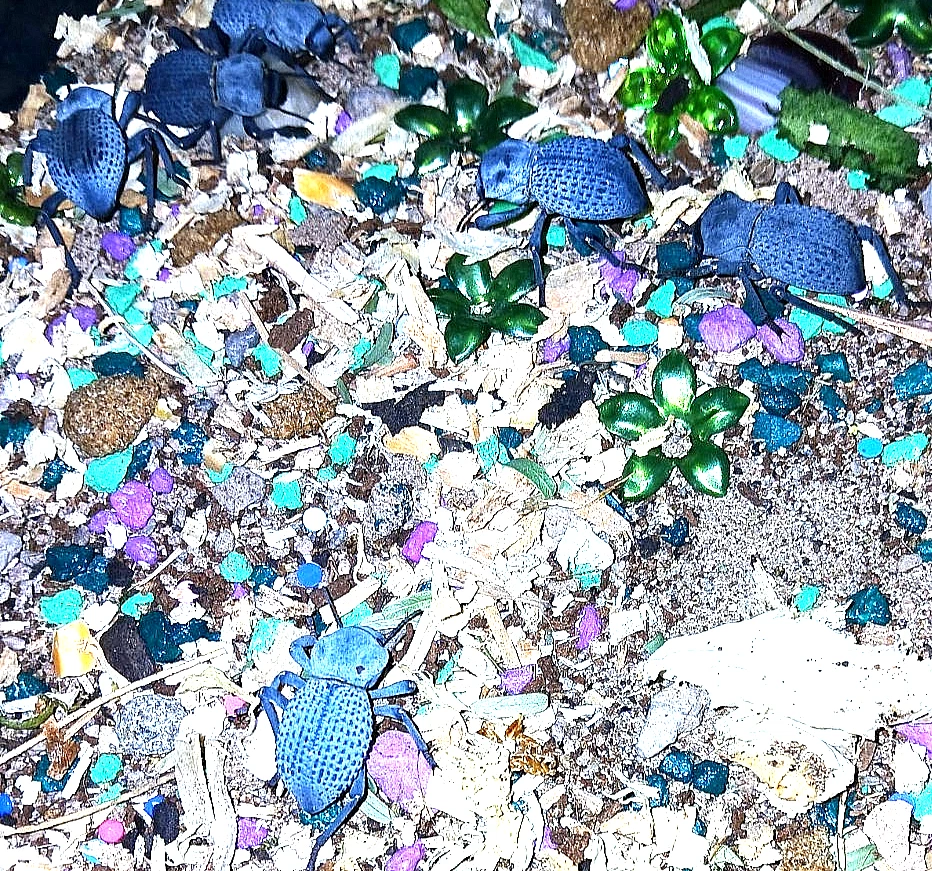 4 Blue Death Feigning Beetle , excellent pet,beginners, docile, easy to handle - Image 2 of 4