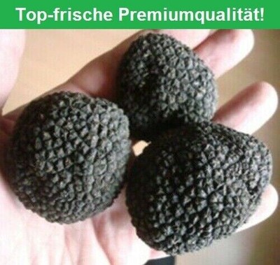 Trüffel 30g frische ganze 1A Top Knollen Sommer Trüffel Tuber aestivum vitt. !