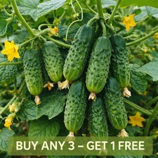 Cucumber Seeds 50 | Piccolo di Parigi | French heirloom cucumber | Dark Green