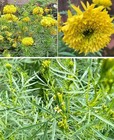 Mexican Marigold | Tagetes Minuta | 100+ Seeds | Herb | Oil | Same Day Dispatch