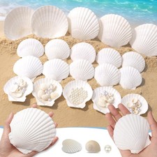 20 PCS Large Natural Scallop Shell White Craft DIY Painting Baking Wedding