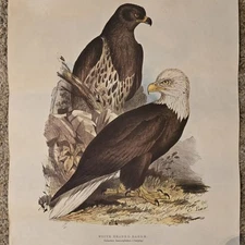 White Headed / Bald Eagle Pair by Artist Edward Lear 24x18 Unframed Rolled Print