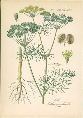Chromolithographie : Dill. Anethum graveolens L. Umbelliferae. Syn. Selinum Anet