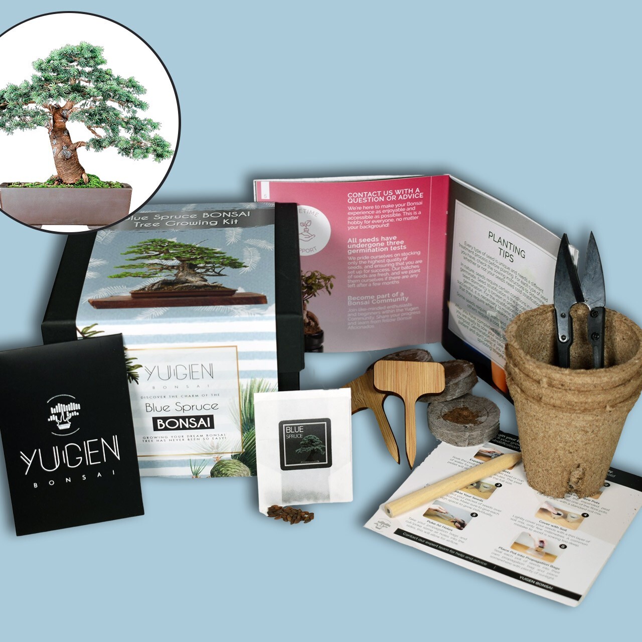 Blue Spruce Bonsai Growing Kit | Grow Your Own Bonsai Tree | Perfect Beginners