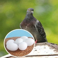 6 Pcs White Solid Plastic Pigeon Eggs Dummy Eggs Improve Laying Survival Rate