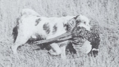 * English Setter ''Pheasant'' - CUSTOM MATTED - Dog Art ''Photo Print'' - 1964