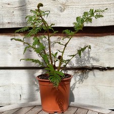Cyatea Nowa Kaledońska, łącznie 50+ cm, doniczka 16 cm