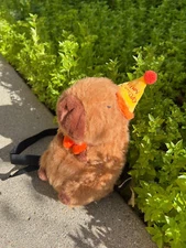 Capybara Birthday Chalk Bag