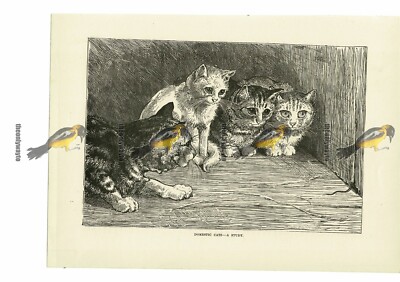 Hauskatzen, eine Studie, Buchillustration (Druck), 1884