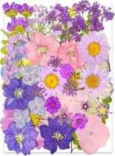 Getrocknete Gepresste Blumen Set, Gelb & Wei&szlig;, 35 Stk, DIY-Kunsthandwerk