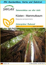 SAFLAX Geschenk Set - Küsten - Mammutbaum - Sequoia - 50 Samen