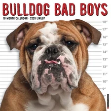 Bulldog Bad Boys 2026 12" x 12" Wall Calendar (free shipping)