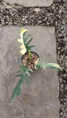 Real Picture Philodendron Florida Beauty x Tortum Variegated (Flotum) 3 Leaves