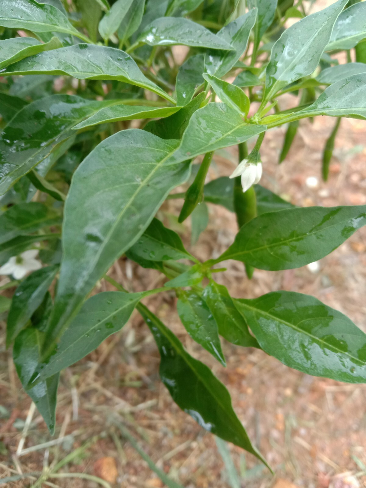 Picture 6 of 6