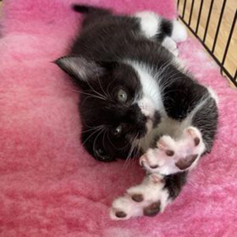 Vet bed green back dog bedding various sizes free shipping - Image 3 of 4