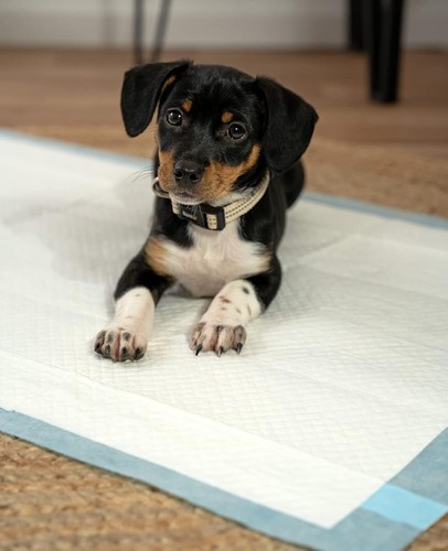 TAPPETINI ASSORBENTI PER CANI 60x60 TRAVERSE CANE PANNOLINI IGIENICI NUOVO CASA - Foto 2 di 12