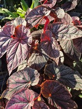 Begonia Maurice Amey