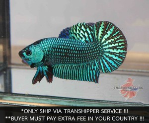 live betta fish ebay