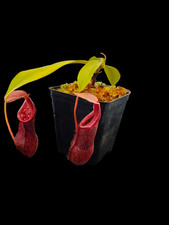Nepenthes Singalana x Burkei BE-3878