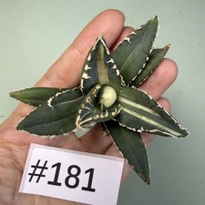 Sale Rare Cacti plant Agave titanota werewolf Variegate WYSIWYG Garden