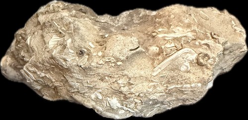 Beautiful Fossil Layer Chunk Temblor or Similar Central Valley California