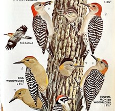 Ladder Back Woodpecker Bird Types 1966 Audubon Antique Art Print ADBN1o