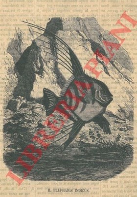 Fischkunde - Der Blepharis indicus.