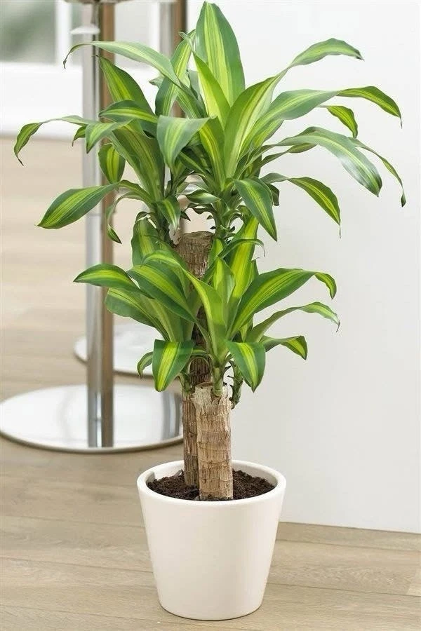 Dracaena fragrans 'Massangeana’