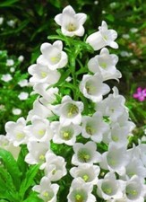 500 x CANTERBURY BELLS DOUBLE WHITE SEEDS - CAMPANULA