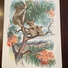 Vintage Midcentury Art Print Louis Macouillard Koala Australia Matson Menu 60s
