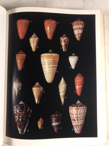 American Seashells by R. Tucker Abbott Signed Collecting Ocean Book - Imagen 7 de 11
