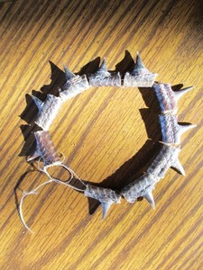 10 Real WILD pheasant SPURS BIRD SPUR art craft claw mount bird