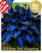 Mixrug Hosta Seeds for Planting, 200 pcs Rare Perennial Flower Mix