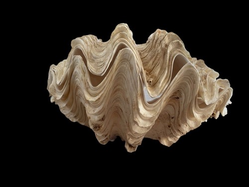 Tridacna Gigas Giant Clam Shell Matching Pair Ruffled Surface 12"Wide 6"H - Picture 3 of 24