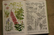 Fachbuch Pflanzenbestimmung Mitteleuropas Stauden Wildblumen Farne DDR 1971