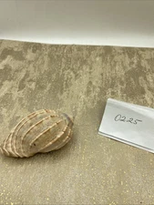 SPECTACULAR MARKINGS ON THIS HARPA MAJOR SEASHELL SEASHELLS 3.5”