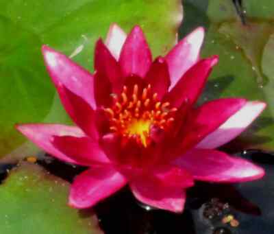 Seerosen 3 Set, Virginalis, P. , Nymphaea `William Falconer` , N. 'Colonel A.