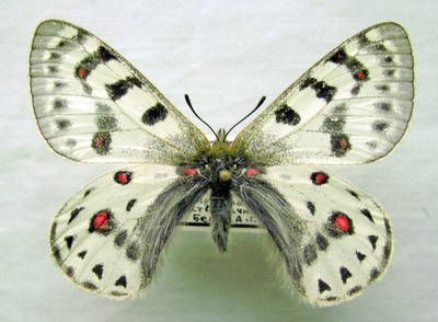 Parnassius tenedius vulcanus, Female, A1 (Russia: Altai)