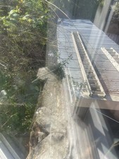 Double Ladder 11 metres Long