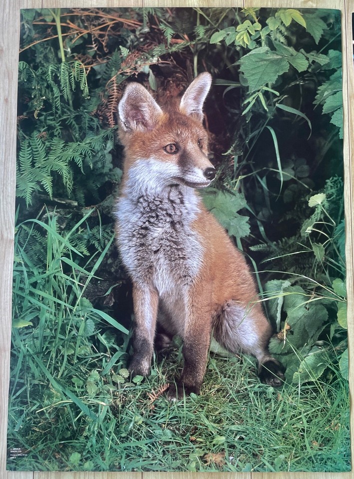Vintage Fox Posters x 2 J Arthur Dixon & Daily Mail eBay