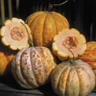 Melon Orange Pineapple - 5+ seeds - Semillas - Graines - HONEYSWEET! Cm 023