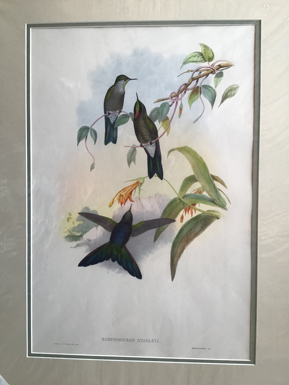 Antique hand-colored, mated bird print by John Gould of Blue-manteled Thornbill