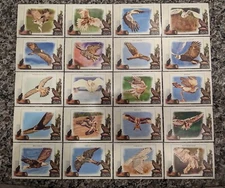 2023 Topps Allen and Ginter Talon-ted Talonted Complete Set (20) Birds of Prey