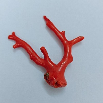 Deep Sea Coral Branch Natural Mediterranean Rough Coral Specimen Gemstone 21 Ct