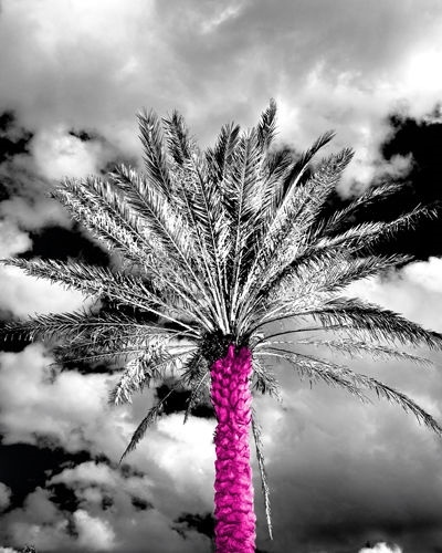 Quadro rosa palma bianco e nero decorazione parete casa interni arte fotografia - Foto 1 di 1