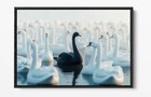 BLACK SWAN IN A POND OF WHITE SWANS -FLOAT EFFECT FRAMED CANVAS WALL ART PRINT