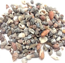 Indian Ocean Small Mix Sea Shells, Small Shells Mixed, 8 OZ Apprx. 300 PC Shell