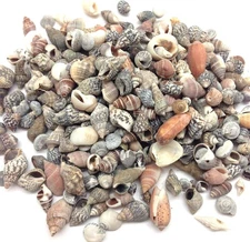 Indian Ocean Small Mix Sea Shells, Small Shells Mixed, 8 OZ Apprx. 300+ PC Shell